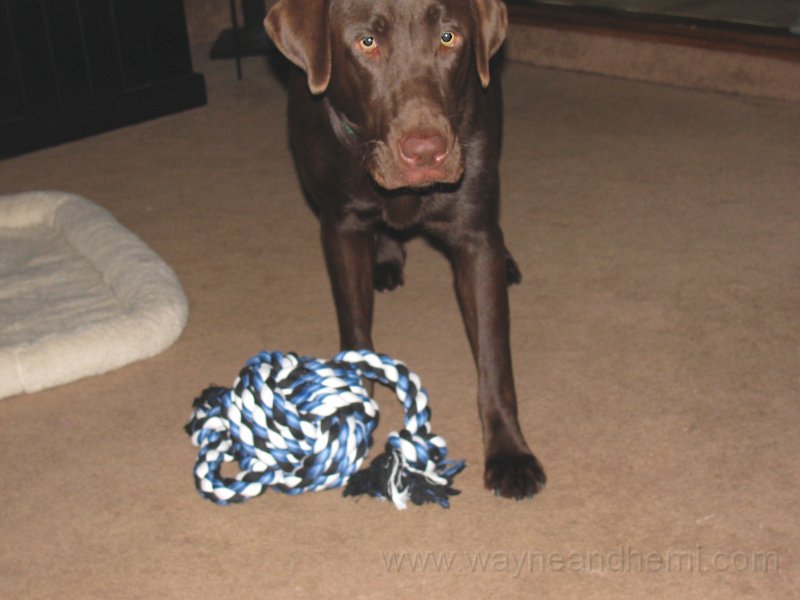 2009_08_04 Hemi_0572.JPG